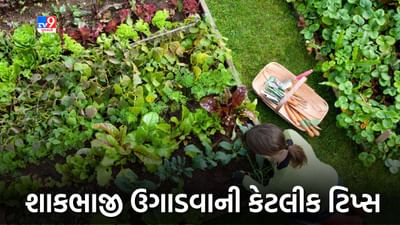 Gardening Tips: ક્યાં વાતાવરણમાં કઈ શાકભાજી ઉગાડવી ? અહીં છે ટિપ્સ, ઘરની આસપાસ હરિયાળી સાથે પૈસાની થશે બચત