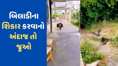 Viral Video: બિલાડીએ કાગડા પર ઉડીને મારી તરાપ, બિલાડીનો શિકાર કરવાનો અંદાજ ચોંકાવી દેશે તમને
