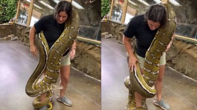 Video - મહિલાના શરીર પર લપેટાયો આટલો મોટો અજગર, આ નજારો જોઈને આસપાસ રહેલા લોકોના પરસેવો છૂટી ગયા