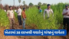 છોટા ઉદેપુરમાં ખેતરમાંથી 2015થી વધારે ગાંજાના છોડ ઝડપાયા, જુઓ વીડિયો છોટા ઉદેપુરમાં ખેતરમાંથી 2015થી વધારે ગાંજાના છોડ ઝડપાયા, જુઓ વીડિયો