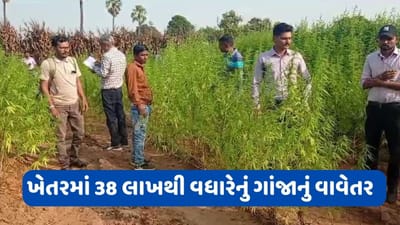 છોટા ઉદેપુર: 4 ખેતરમાંથી ઝડપાયા 2015 ગાંજાના છોડ, 38 લાખથી વધારેનો ગાંજો જપ્ત