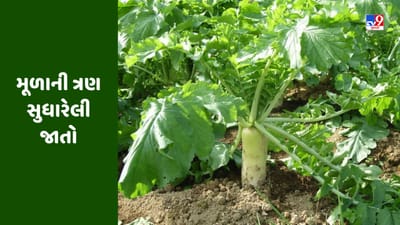 મૂળાની ત્રણ સુધારેલી જાતો, 350 ક્વિન્ટલ પ્રતિ હેક્ટર સુધી મળી શકે છે ઉપજ, જાણો અન્ય વિશેષતાઓ