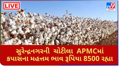 Mandi : સુરેન્દ્રનગરની  ચોટીલા  APMCમાં કપાસના મહત્તમ ભાવ રૂપિયા 8500 રહ્યા, જાણો જુદા-જુદા પાકના ભાવ