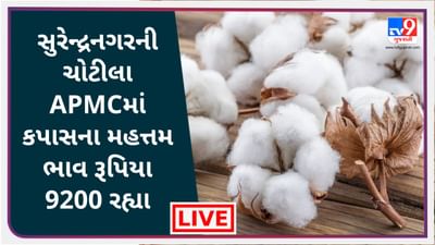 Surendranagar Mandi : સુરેન્દ્રનગરની ચોટીલા APMCમાં કપાસના મહત્તમ ભાવ રૂપિયા 8500 રહ્યા, જાણો જુદા-જુદા પાકના ભાવ