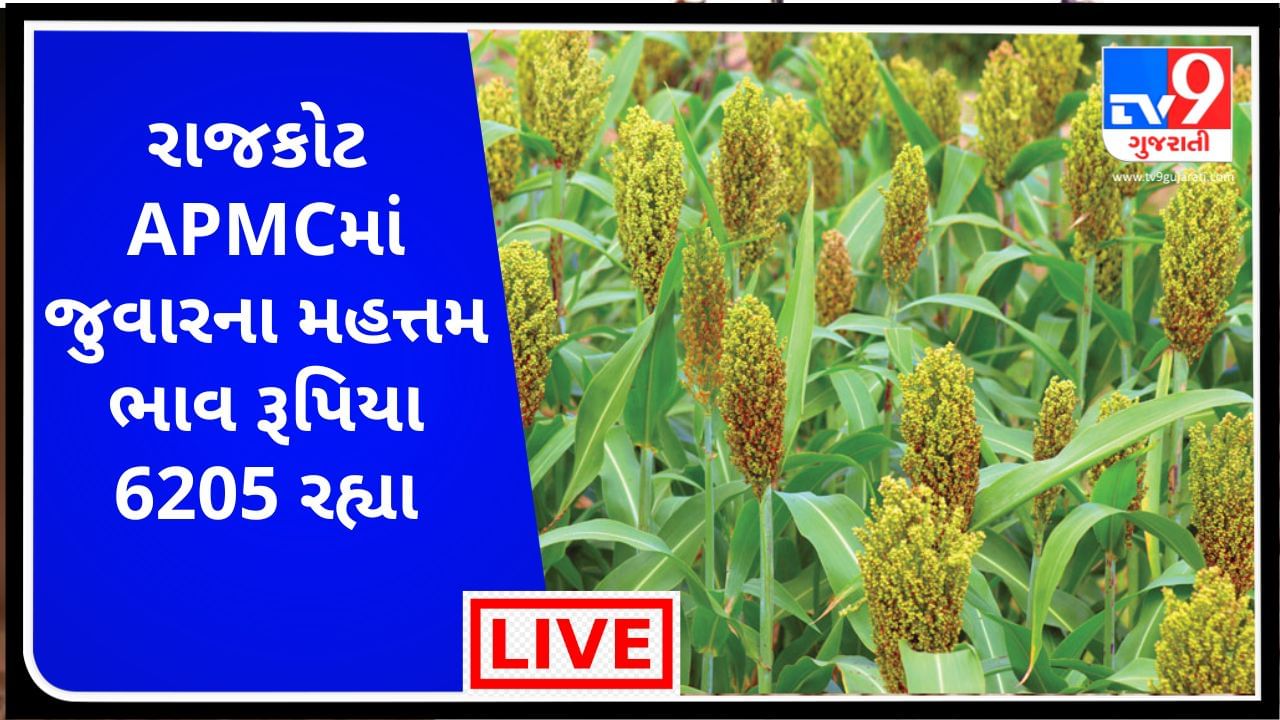 Mandi : રાજકોટ  APMCમાં જુવારના મહત્તમ ભાવ રૂપિયા  6205 રહ્યા, જાણો જુદા-જુદા પાકના ભાવ