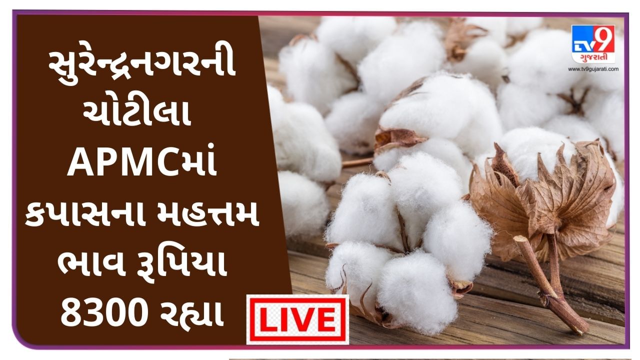 Mandi : સુરેન્દ્રનગરની ચોટીલા  APMCમાં કપાસના મહત્તમ ભાવ રૂપિયા  8300 રહ્યા, જાણો જુદા-જુદા પાકના ભાવ