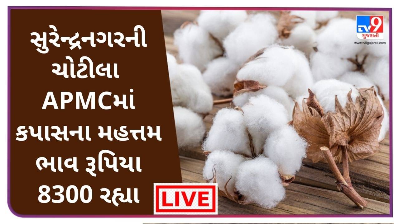 Mandi : સુરેન્દ્રનગરની ચોટીલા  APMCમાં કપાસના મહત્તમ ભાવ રૂપિયા  8300 રહ્યા, જાણો જુદા-જુદા પાકના ભાવ