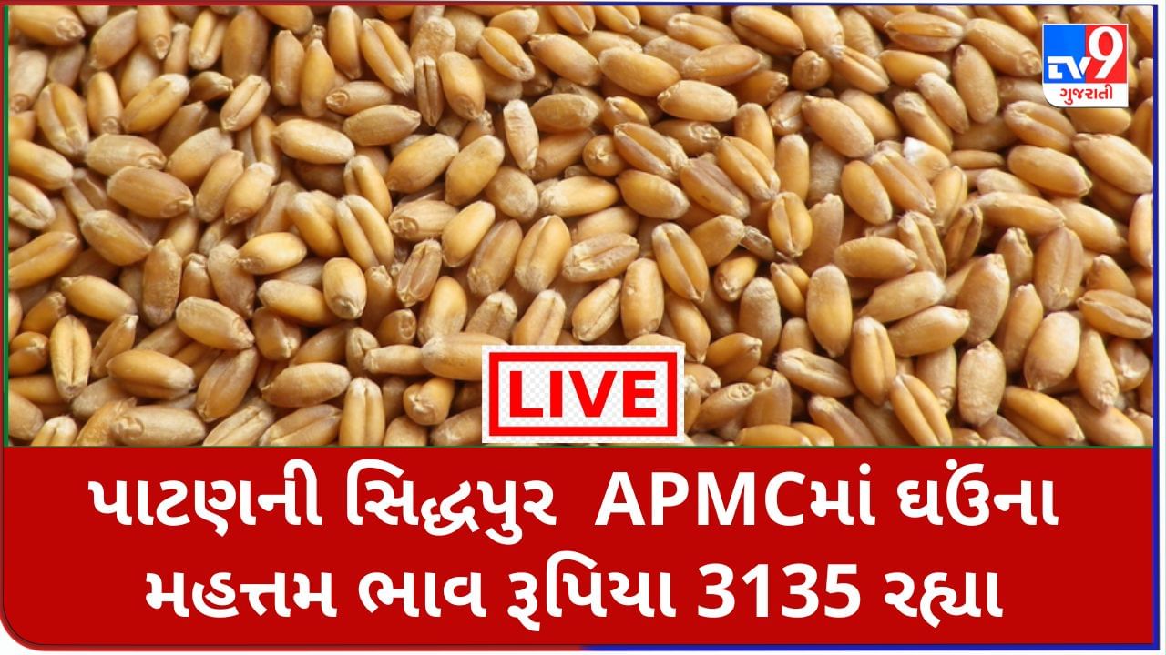 Mandi : પાટણની સિદ્ધપુર  APMCમાંઘઉંના મહત્તમ ભાવ રૂપિયા  3135 રહ્યા, જાણો જુદા-જુદા પાકના ભાવ