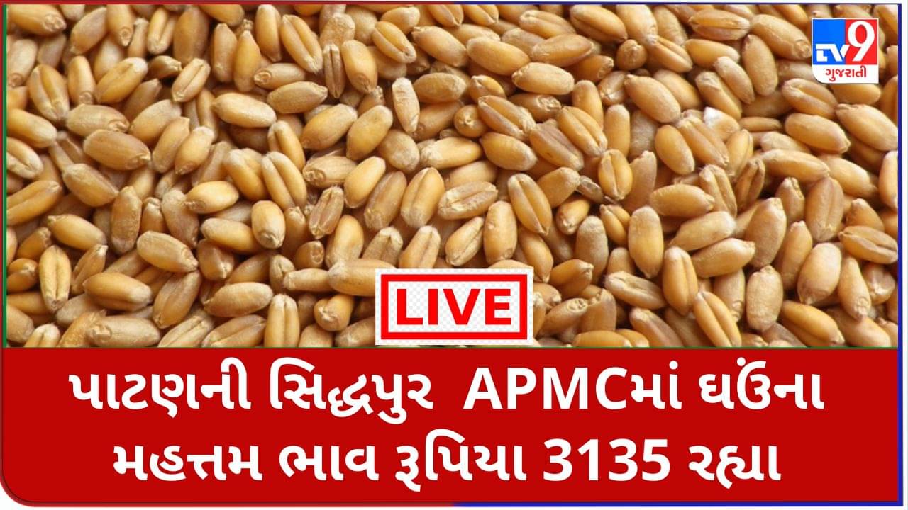 Mandi : પાટણની સિદ્ધપુર  APMCમાંઘઉંના મહત્તમ ભાવ રૂપિયા  3135 રહ્યા, જાણો જુદા-જુદા પાકના ભાવ