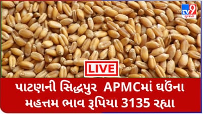 Mandi : પાટણની સિદ્ધપુર  APMCમાંઘઉંના મહત્તમ ભાવ રૂપિયા  3135 રહ્યા, જાણો જુદા-જુદા પાકના ભાવ