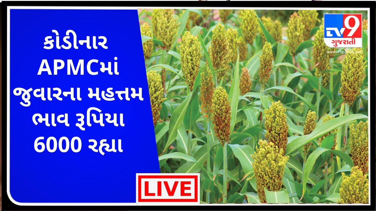 Mandi : કોડીનાર  APMCમાં જુવારના મહત્તમ ભાવ રૂપિયા  6000 રહ્યા, જાણો જુદા-જુદા પાકના ભાવ