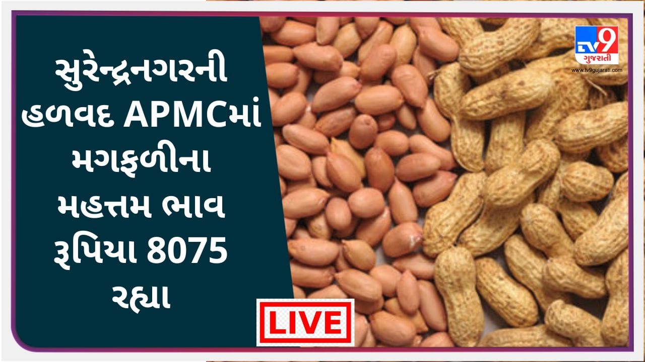 surendranagar Mandi : સુરેન્દ્રનગરની હળવદ APMCમાં મગફળીના મહત્તમ ભાવ રૂપિયા 8075 રહ્યા, જાણો જુદા-જુદા પાકના ભાવ surendranagar Mandi : સુરેન્દ્રનગરની હળવદ APMCમાં મગફળીના મહત્તમ ભાવ રૂપિયા 8075 રહ્યા, જાણો જુદા-જુદા પાકના ભાવ