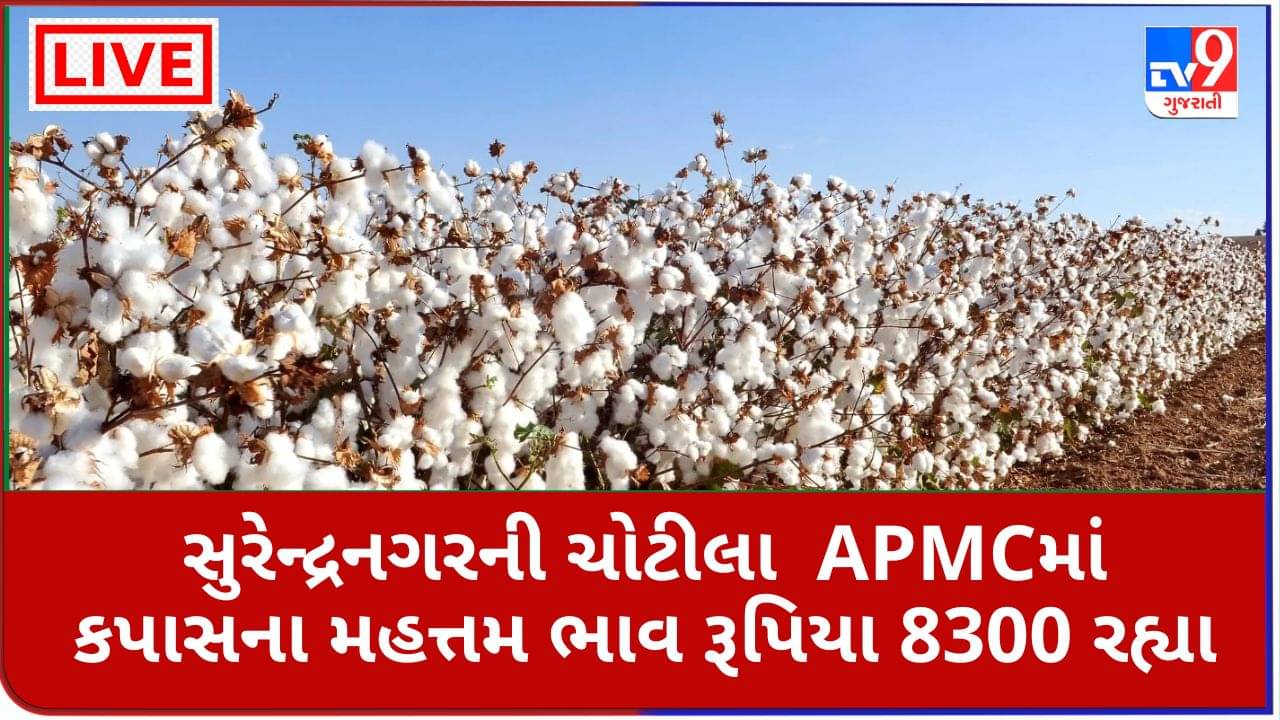 Mandi : સુરેન્દ્રનગરની ચોટીલા APMCમાં કપાસના મહત્તમ ભાવ રૂપિયા 8300 રહ્યા, જાણો જુદા-જુદા પાકના ભાવ