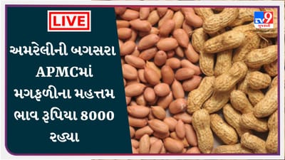 Mandi : અમરેલીની બગસરા APMCમાં મગફળીના મહત્તમ ભાવ રૂપિયા 8000 રહ્યા, જાણો જુદા-જુદા પાકના ભાવ Mandi : અમરેલીની બગસરા APMCમાં મગફળીના મહત્તમ ભાવ રૂપિયા 8000 રહ્યા, જાણો જુદા-જુદા પાકના ભાવ