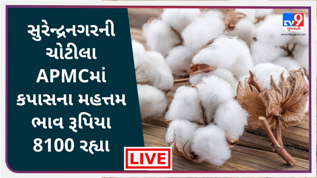 Mandi : સુરેન્દ્રનગરના ચોટીલાની APMCમાં કપાસના મહત્તમ ભાવ રૂપિયા 8100 રહ્યા, જાણો જુદા-જુદા પાકના ભાવ