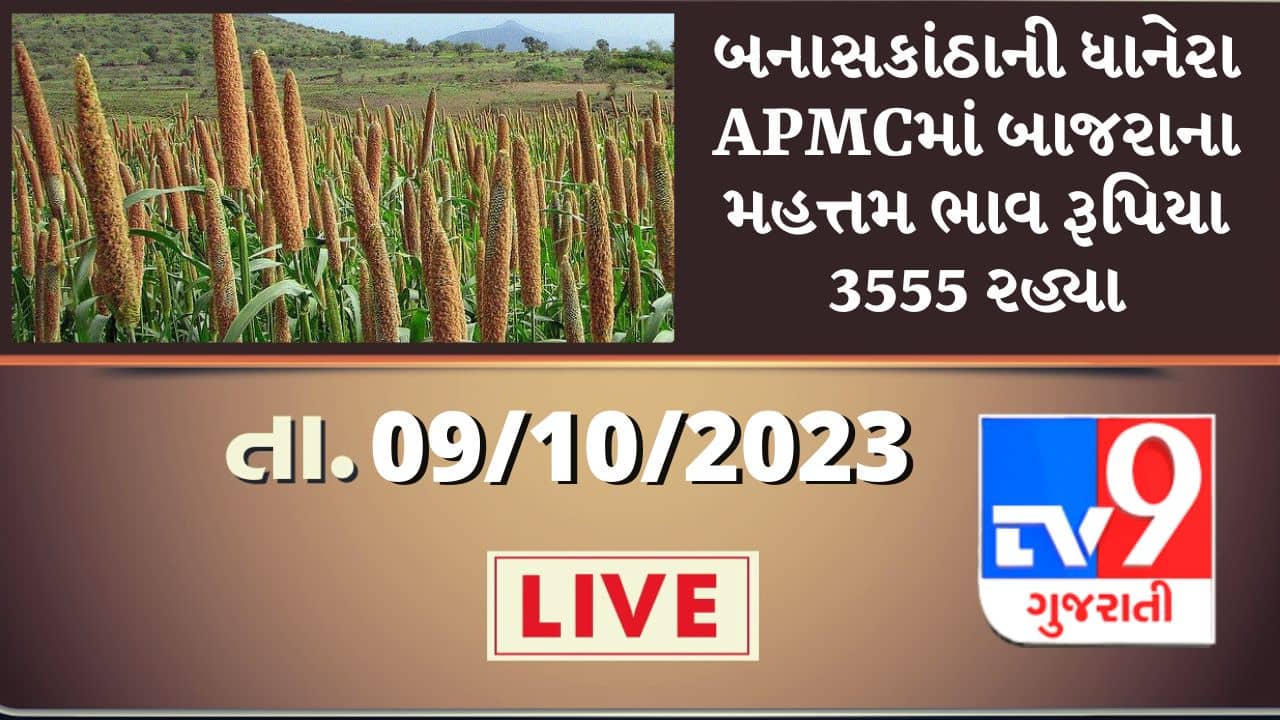 Mandi : Banaskantha ની ધાનેરા APMCમાં બાજરાના મહત્તમ ભાવ રૂપિયા 3555 રહ્યા, જાણો જુદા-જુદા પાકના ભાવ