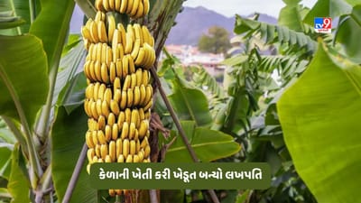 Banana Farming: કેળાની ખેતી કરી ખેડૂત બન્યો અમીર, જાણો કેવી રીતે થયો એક વર્ષમાં 81 લાખ રૂપિયાનો નફો