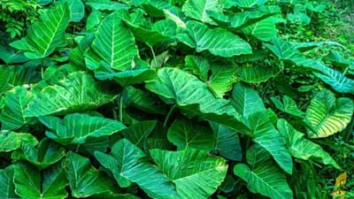 આજકાલ મોટાભાગના લોકોમાં કોલેસ્ટ્રોલ વધવાની સમસ્યા જોવા મળી રહી છે. પરંતુ વધતું કોલેસ્ટ્રોલ ઘણું ખતરનાક સાબિત થાય છે. તેથી તેને નિયંત્રિત કરવું જરૂરી છે. કોલેસ્ટ્રોલને કંટ્રોલ કરવા માટે અળવીના પાનનું સેવન કરવું જોઈએ. કારણ કે અળવીના પાનમાં ફાઈબર હોય છે, જે શરીરમાં વધતા ખરાબ કોલેસ્ટ્રોલને ઘટાડે છે.