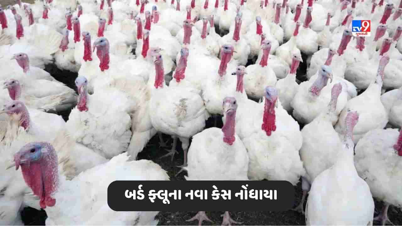 Iowa News: આયોવામાં જીવલેણ બર્ડ ફ્લૂના નવા કેસ નોંધાયા, ડિપાર્ટમેન્ટ ઓફ એગ્રીકલ્ચરે પ્રભાવિત થયેલા પોલ્ટ્રી ફાર્મને આપી સૂચના