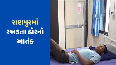 Botad News: રાણપુરમાં રખડતા ઢોરનો આતંક, યુવકને અડફેટે લેતા ઈજાગ્રસ્ત, જુઓ Video Botad News: રાણપુરમાં રખડતા ઢોરનો આતંક, યુવકને અડફેટે લેતા ઈજાગ્રસ્ત, જુઓ Video