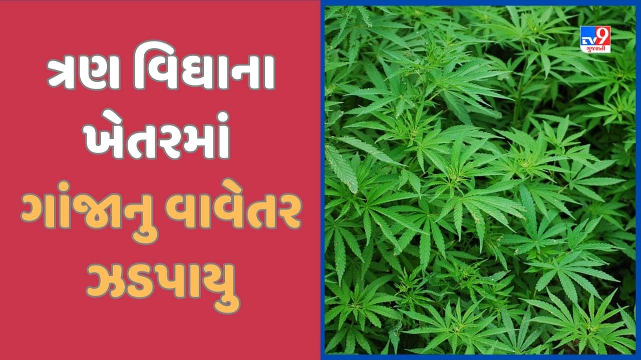 Banaskantha: કાંકરેજ નજીકથી ગાંજાની ખેતી ઝડપાઈ, 1.25 કરોડ રુપિયાનો મુદ્દામાલ જપ્ત, જુઓ Video