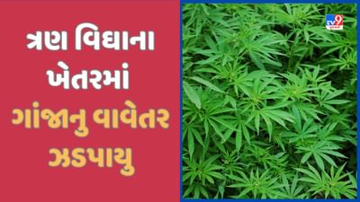 Banaskantha: કાંકરેજ નજીકથી ગાંજાની ખેતી ઝડપાઈ, 1.25 કરોડ રુપિયાનો મુદ્દામાલ જપ્ત, જુઓ Video Banaskantha: કાંકરેજ નજીકથી ગાંજાની ખેતી ઝડપાઈ, 1.25 કરોડ રુપિયાનો મુદ્દામાલ જપ્ત, જુઓ Video
