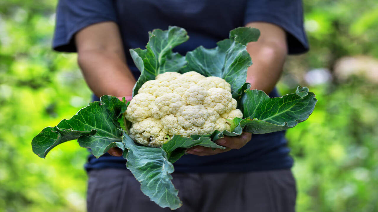 Cauliflower Benefits and Side Effects ફુલાવર ખાવાથી ફ્રેક્ચર થવાના