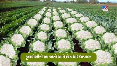 Cauliflower Farming: ફૂલકોબીની આ જાતો એક હેક્ટરે આપે છે 250 ક્વિન્ટલ સુધીની ઉપજ, જાણો આ વેરાઈટીના નામ અને વિશેષતા