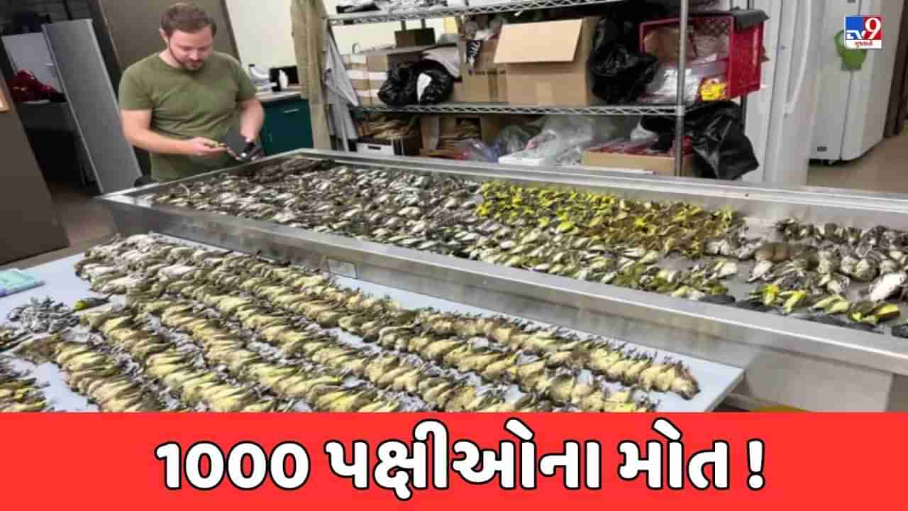 Chicago News: અમેરિકાના શિકાગોમાં એક જ દિવસમાં 1000 પક્ષીઓના મોત, જાણો શું છે કારણ