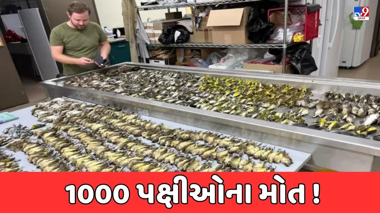 Chicago News: અમેરિકાના શિકાગોમાં એક જ દિવસમાં 1000 પક્ષીઓના મોત, જાણો શું છે કારણ