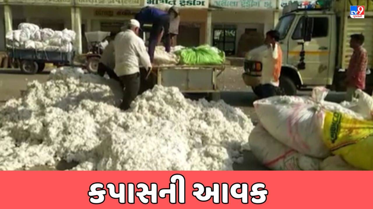 Rajkot Video: ધોરાજી માર્કેટ યાર્ડમાં કપાસની આવક, ભાવ વધારવા ખેડૂતોએ કરી માગ