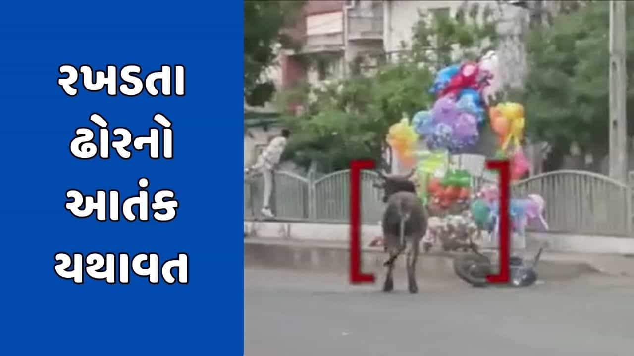 Dahod Video : દાહોદમાં રખડતા ઢોરની સમસ્યા યથાવત, ઢોરની અડફેટે બાઈક ચાલક ઈજાગ્રસ્ત