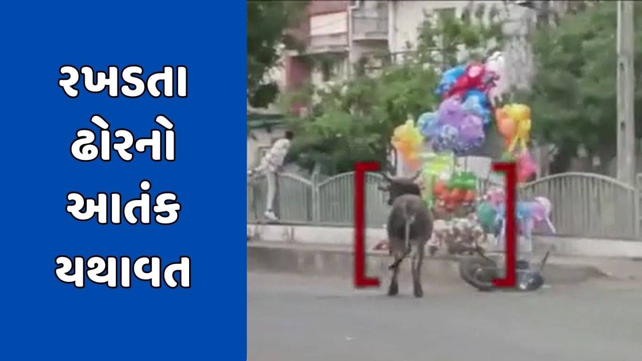 Dahod Video : દાહોદમાં રખડતા ઢોરની સમસ્યા યથાવત, ઢોરની અડફેટે બાઈક ચાલક ઈજાગ્રસ્ત