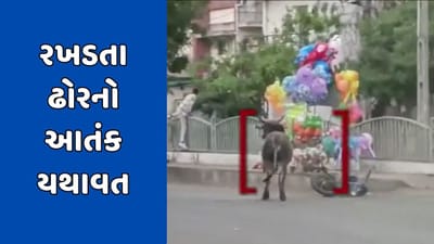 Dahod Video : દાહોદમાં રખડતા ઢોરની સમસ્યા યથાવત, ઢોરની અડફેટે બાઈક ચાલક ઈજાગ્રસ્ત Dahod Video : દાહોદમાં રખડતા ઢોરની સમસ્યા યથાવત, ઢોરની અડફેટે બાઈક ચાલક ઈજાગ્રસ્ત