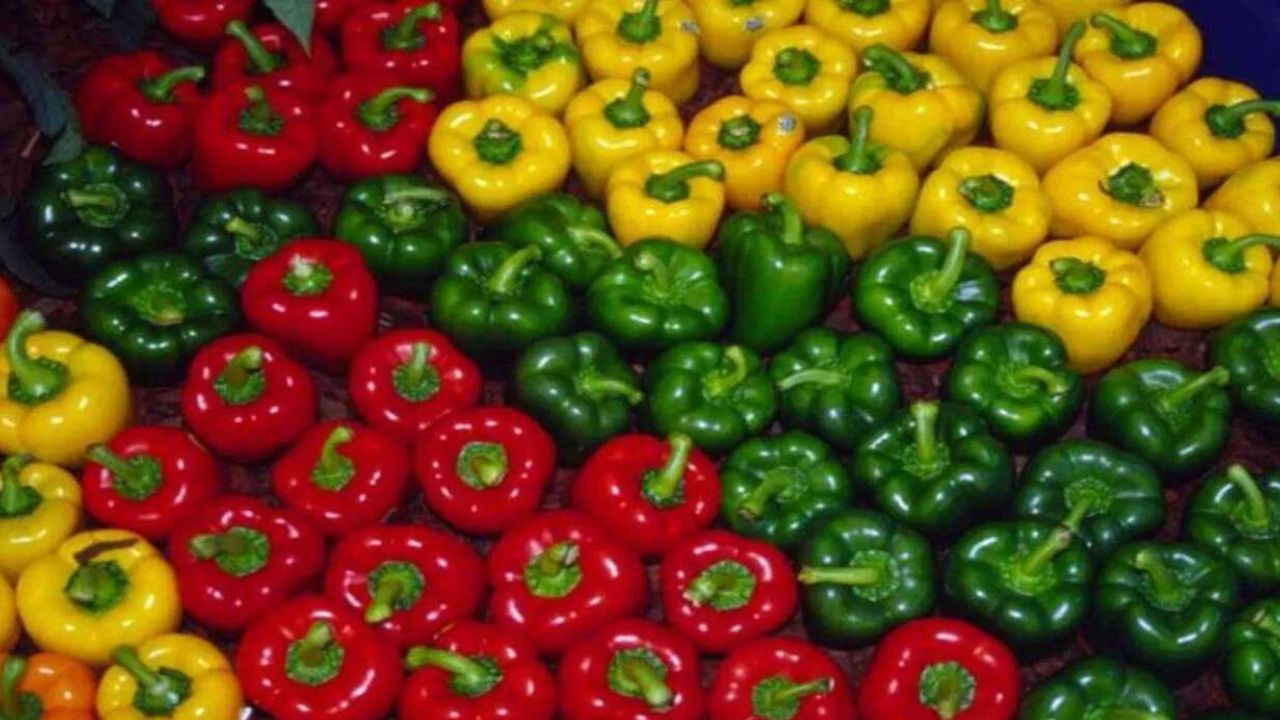 જે લોકોને ડાયાબિટીસની સમસ્યા છે. તેમણે પોતાની ડાયટમાં શિમલા મિર્ચ સામેલ કરવી જોઈએ. જેમાં રહેલા વિટામિન સી, કે પોટેશિયમ અને વિટામિન બી 6 હોય છે. જે ડાયાબિટીસના દર્દીઓ માટે ખુબ ફાયદાકારક છે. (photo : tv9hindi)