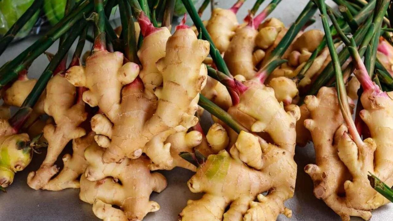 આંદુને સબ્જી અને મસાલા બંન્નેના રુપમાં કરી શકો છો. હાઈ બ્લડ શુગર કંટ્રોલ કરવા માટે આંદુમાં અનેક તત્વ હોય છે. દરરોજ ડાયટમાં સામેલ કરવાથી બ્લડ શુગર લેવલ યોગ્ય કરી શકો છો.(photo : )