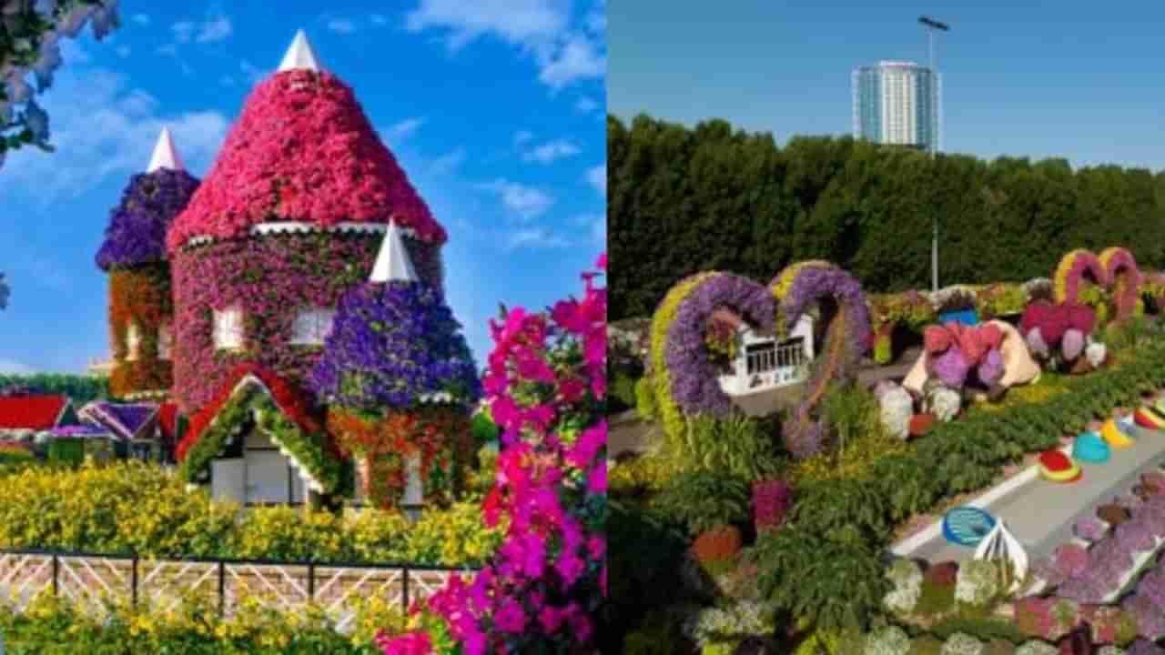 Dubai News: More than 150 million flowers of more than 120 varieties can be seen in one place, Dubai Miracle Garden opened, watch Video