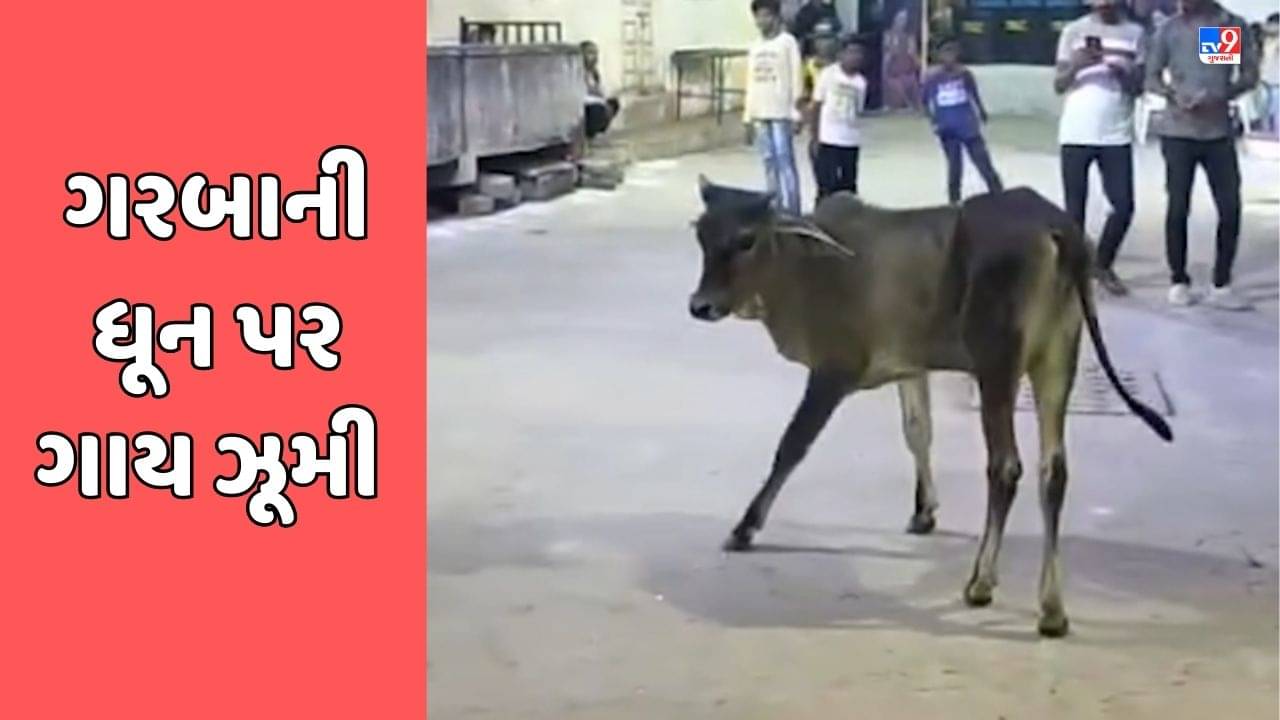 Devbhumi Dwarka : કલ્યાણપુર પંથકમાં ગરબાના તાલે ગરબે ધૂમતા જોવા મળી ગાય, સોશિયલ મીડિયા પર વાયરલ થયો Video