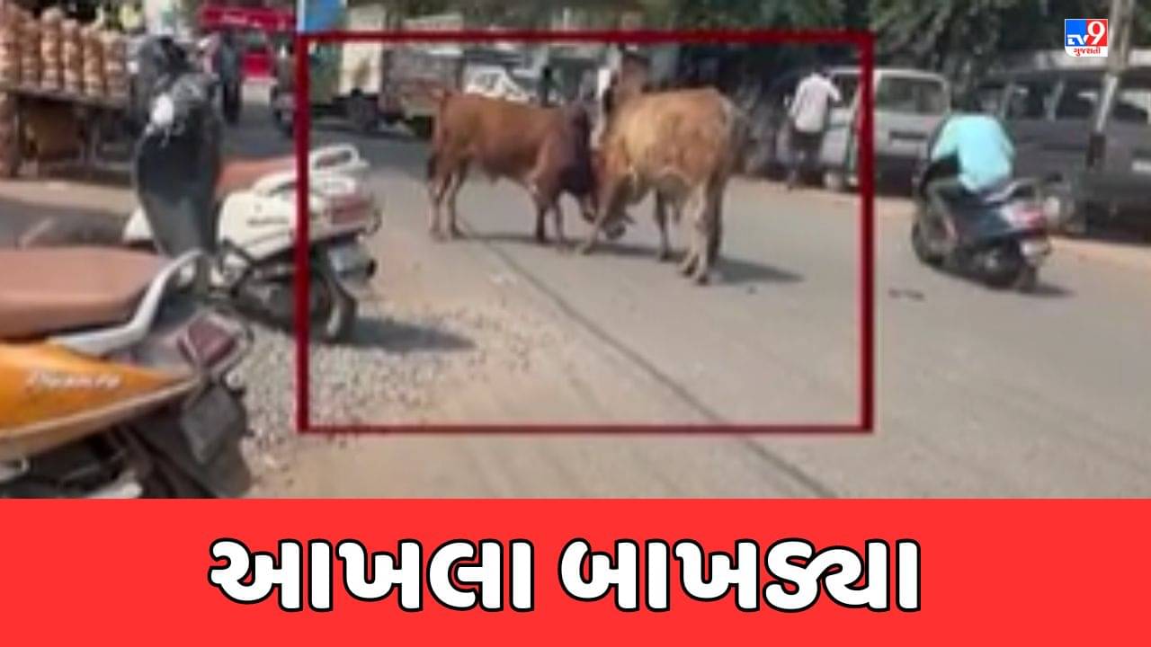 Devbhumi Dwarka Video: ખંભાળીયાના નવાનાકા વિસ્તારમાં 2 આખલા બાખડ્યા, ટુ વ્હીલર સહિત અનેક વાહનોને નુકસાન