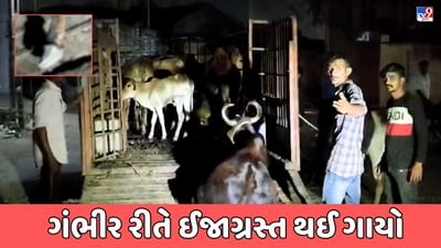 Devbhumi Dwarka Video : ખંભાળિયામાં રખડતા ઢોર પકડતી ટીમ ગાયોને બેરહમીપૂર્વક ચડાવતાનો વીડિયો આવ્યો સામે, પશુ પ્રેમીઓમાં રોષ Devbhumi Dwarka Video : ખંભાળિયામાં રખડતા ઢોર પકડતી ટીમ ગાયોને બેરહમીપૂર્વક ચડાવતાનો વીડિયો આવ્યો સામે, પશુ પ્રેમીઓમાં રોષ