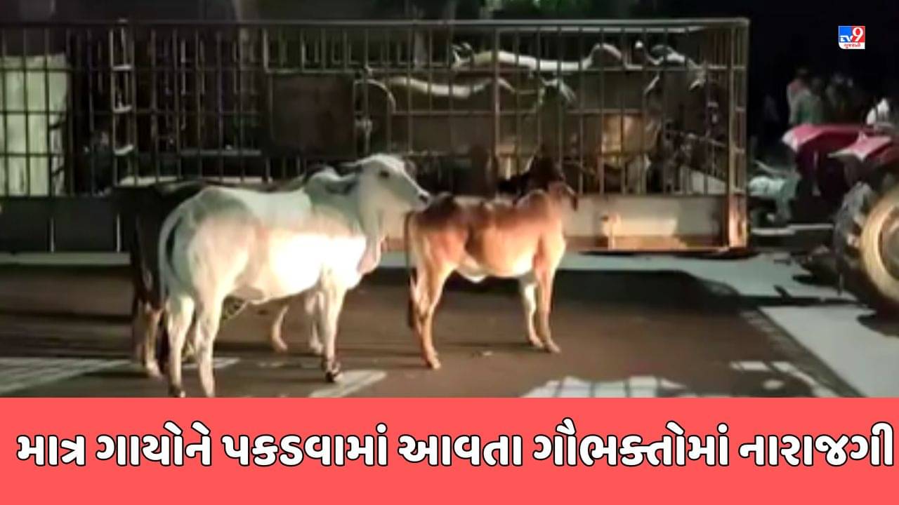 Devbhumi Dwarka Video : ખંભાળિયામાં ગાયોને પકડી ખાનગી પાંજરાપોળમાં મોકલવાનું કારસ્તાન, ગૌભક્તોના આક્ષેપથી ખળભળાટ