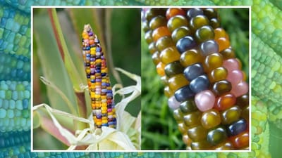 ખુબ જ સુંદર દેખાય છે મકાઈની આ જાત, ખેડૂતોમાં તેની ખેતીની વધી રહી છે ડિમાન્ડ, જાણો કેમ છે આટલી ખાસ