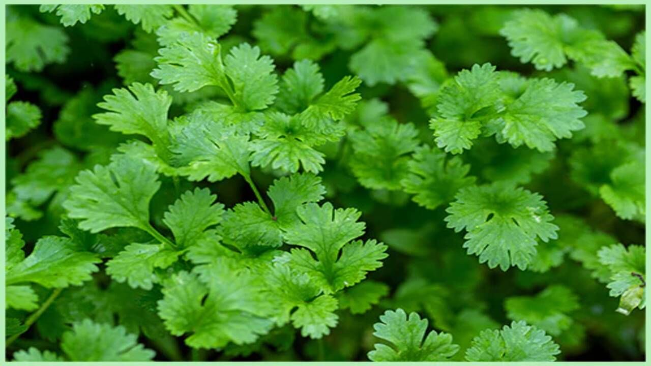 જો કોઈ વ્યક્તિ ધાણા ખાવાથી એલર્જીની સમસ્યાનો સામનો કરી રહી હોય તો તેનું સેવન ન કરો કારણ કે તેનાથી ત્વચા સંબંધિત સમસ્યાઓ થઈ શકે છે.