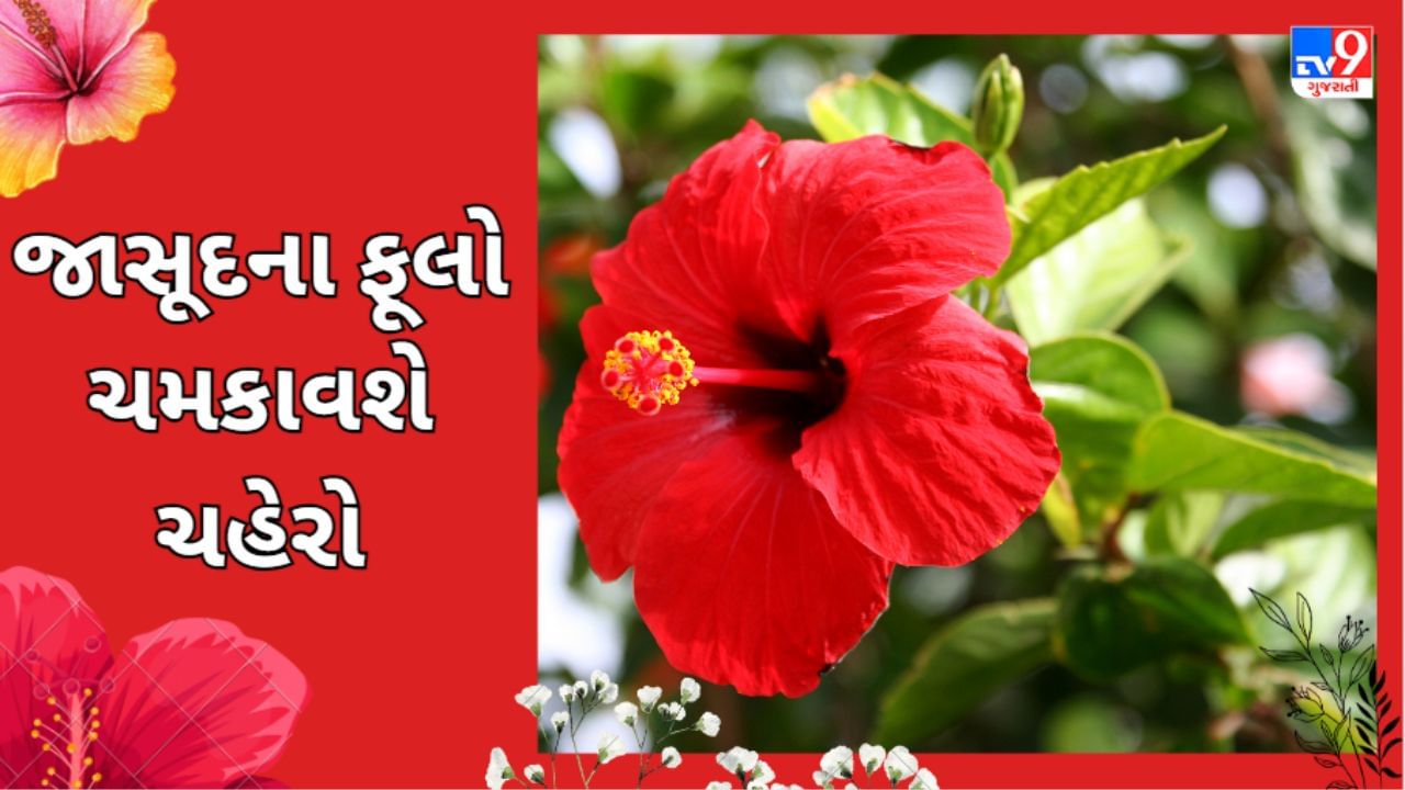 jasood flower : આ રીતે ત્વચા માટે જાસૂદના ફૂલોનો ઉપયોગ કરો, ચહેરા પર આવશે કુદરતી ચમક