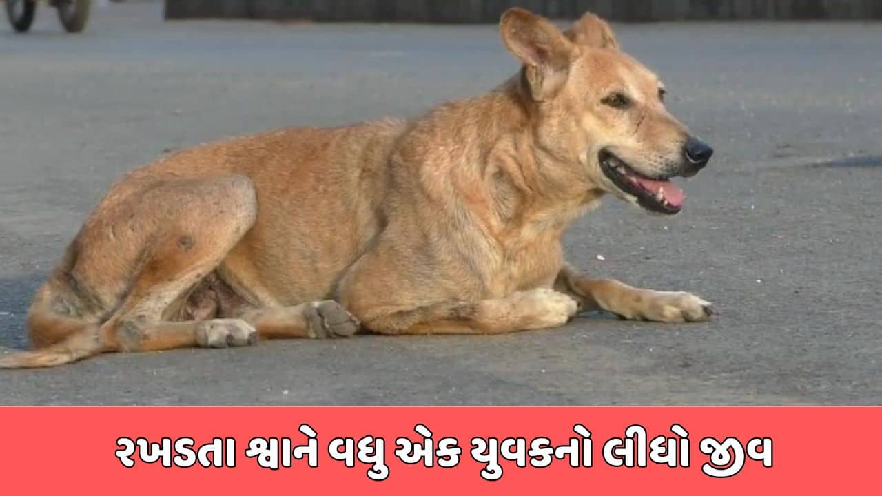 જામનગર વીડિયો : બાઇક પર જઇ રહેલા વ્યક્તિ પાછળ પડ્યું શ્વાન, યુવક નીચે પટકાતા ગુમાવ્યો જીવ