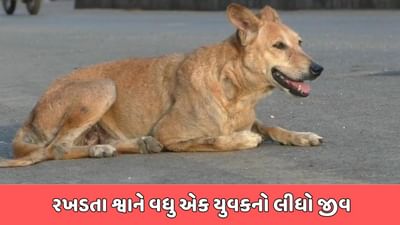 જામનગર વીડિયો : બાઇક પર જઇ રહેલા વ્યક્તિ પાછળ પડ્યું શ્વાન, યુવક નીચે પટકાતા ગુમાવ્યો જીવ જામનગર વીડિયો : બાઇક પર જઇ રહેલા વ્યક્તિ પાછળ પડ્યું શ્વાન, યુવક નીચે પટકાતા ગુમાવ્યો જીવ