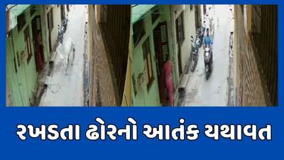 મહીસાગરના લુણાવાડામાં રખડતા ઢોરોનો આતંક યથાવત, માંડ માંડ બચ્યો બાઈક ચાલક