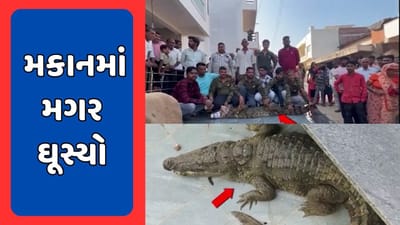 Mahisagar : સવગઢ ગામે મકાનમાં મગર ઘૂસી જતાં અફરાતફરી, મગરને જોવા સ્થાનિકો ઉમટી પડ્યા, જુઓ Video Mahisagar : સવગઢ ગામે મકાનમાં મગર ઘૂસી જતાં અફરાતફરી, મગરને જોવા સ્થાનિકો ઉમટી પડ્યા, જુઓ Video