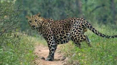 ડાંગ : દીપડાનો શિકાર બનેલા આધેડના પરિવારને માત્ર 3 દિવસમાં વનવિભાગે સહાય આપી, દીપડાને પણ પાંજરે પૂર્યો