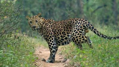 ડાંગ : દીપડાનો શિકાર બનેલા આધેડના પરિવારને માત્ર 3 દિવસમાં વનવિભાગે સહાય આપી, દીપડાને પણ પાંજરે પૂર્યો